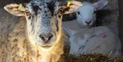 Sheep at Mosedale End Farm B&B and Glamping Pod in the Lake District, Cumbria