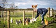 Visitor feeding the hens at Mosedale End Farm B&B and Glamping Pod in the Lake District, Cumbria