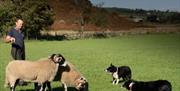 Sheepdog Experience at Mosedale End Farm B&B and Glamping Pod in the Lake District, Cumbria