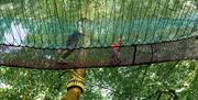Treetop Nets at Zip World Windermere