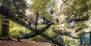 Treetop Nets at Zip World Windermere