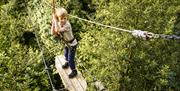 Treetop Trek at Zip World Windermere