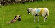 Sheep and pheasants - The Bothy, Troutbeck, Northern Lake District.