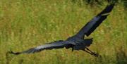 A heron flies in the grounds of The Bothy, Troutbeck, Northern Lake District.