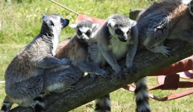 Ring-tailed Lemurs at The Lake District Wildlife Park