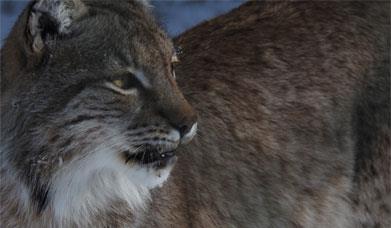 Lynx at The Lake District Wildlife Park