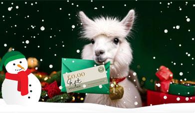 All About Alpacas Gift Voucher