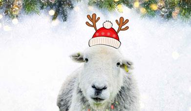 Festive image of a herdwick sheep