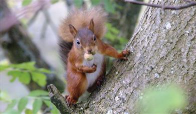 Red Squirrels at Smardale Gill Nature Reserve near Kirkby Stephen, Cumbria