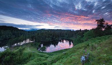 View of Tarn Hows at Sunset in the Lake District, Cumbria