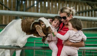 Animal Experiences at Walby Farm Park in Walby, Cumbria