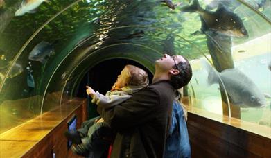 Family Viewing Fish in the Underwater Tunnel at Lakes Aquarium in Newby Bridge, Lake District