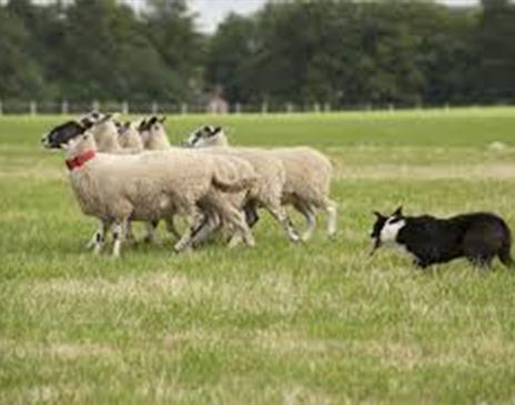 Lake District Sheep Dog Trials