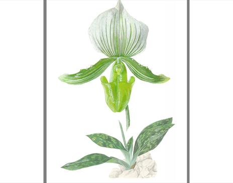 Botanical Illustration in Watercolours/ Gouache 1 to 2 days with Simon Williams SBA