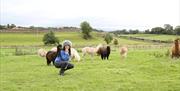 The Alpaca Clothing Co in the Lake District, Cumbria