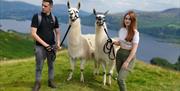 Llama Trekking with Alpacaly Ever After