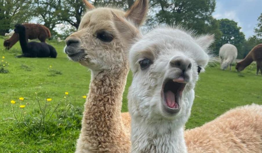 Meet The Alpacas at The Lakes Distillery with Alpacaly Ever After