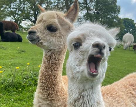 Meet The Alpacas at The Lakes Distillery with Alpacaly Ever After
