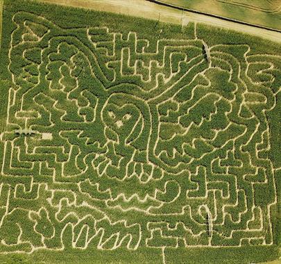 Aerial View of the Maize, in the Shape of a Flying Owl, at Lakeland Maze Farm Park in Sedgwick, Cumbria