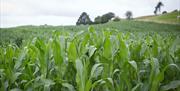 Corn Field at Lakeland Maze Farm Park in Sedgwick, Cumbria