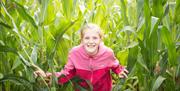 Child Smiling in the Maize at Lakeland Maze Farm Park in Sedgwick, Cumbria