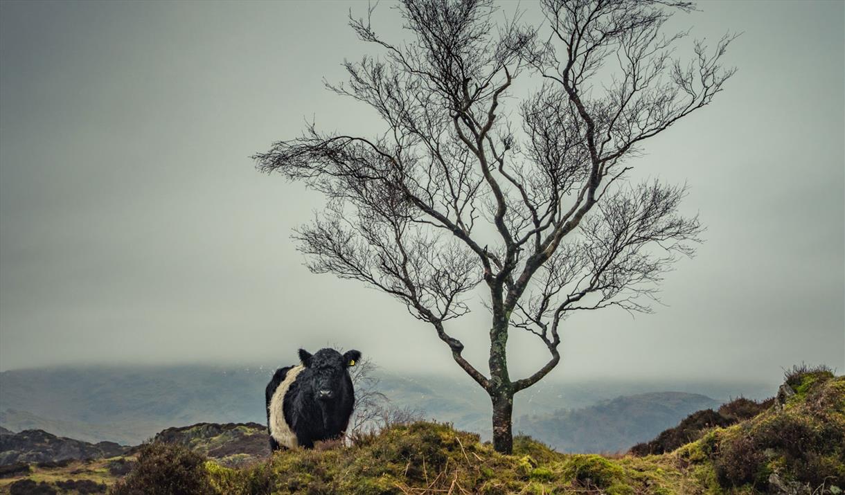 Photo of a Belted Galloway Cow, taken at a Farms & Fells Photography Workshop with Amy Bateman Photography Ltd in the Lake District, Cumbria