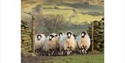 Photo of Sheep, taken at a Farms & Fells Photography Workshop with Amy Bateman Photography Ltd in the Lake District, Cumbria