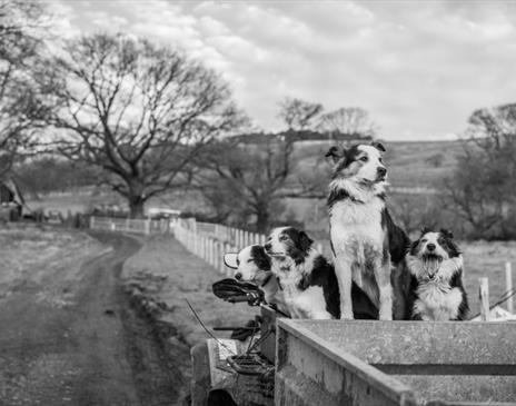 Photo of Sheepdogs Taken at Farms Photography Tours with Amy Bateman Photography in the Lake District, Cumbria