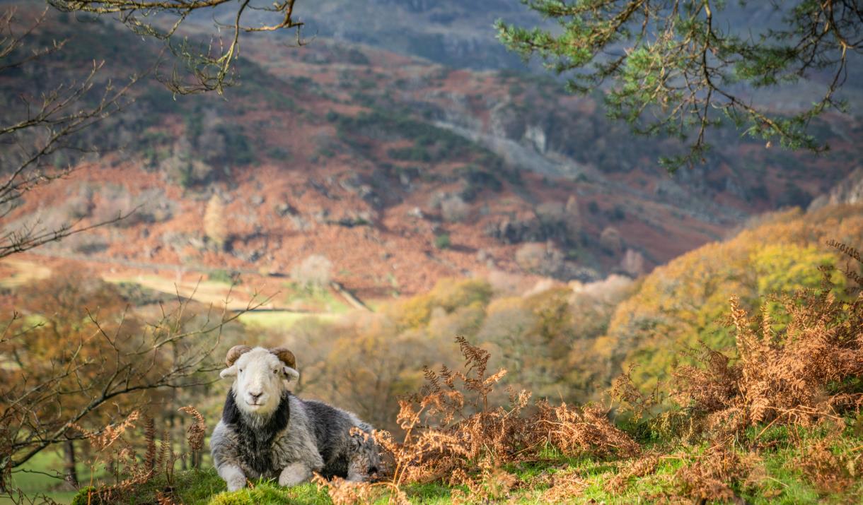 Photo of a Herdwick Sheep Taken at Farms and Tarns Photography Workshop with Amy Bateman Photography in the Lake District, Cumbria