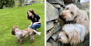 Dogs on Walks with Ambleside Dog Walker in the Lake District, Cumbria