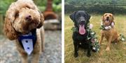 Dapper Dog Wedding Services at Ambleside Dog Walker in the Lake District