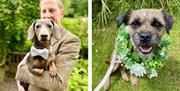 Dapper Dog Wedding Services at Ambleside Dog Walker in the Lake District