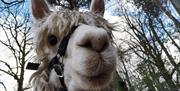 Alpacaly Ever After