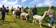 Wreay Syke Alpacas - Alpaca Trekking