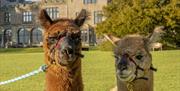 Alpaca Walking for Residents at Armathwaite Hall Hotel and Spa in Bassenthwaite, Lake District