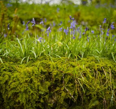 Bluebells Photographed on a Photography Walk with Chris Routledge from The Armitt Museum in Ambleside, Lake District
