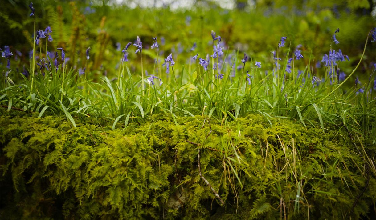 Bluebells Photographed on a Photography Walk with Chris Routledge from The Armitt Museum in Ambleside, Lake District