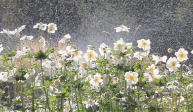 Gardens on tours with Cumbria Tourist Guides
