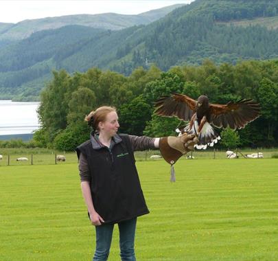 Bird of Prey Experience at The Lake District Wildlife Park near Bassenthwaite, Lake District