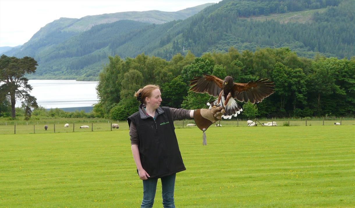 Bird of Prey Experience at The Lake District Wildlife Park near Bassenthwaite, Lake District