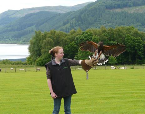 Bird of Prey Experience at The Lake District Wildlife Park near Bassenthwaite, Lake District