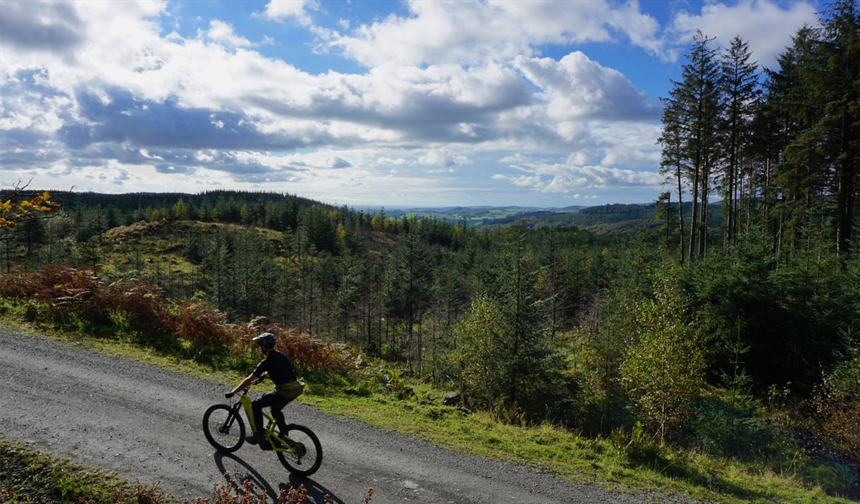 Visitor Cycling in Grizedale Forest on a Bike Hired from BikeTreks Grizedale in the Lake District, Cumbria