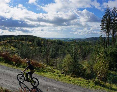 Visitor Cycling in Grizedale Forest on a Bike Hired from BikeTreks Grizedale in the Lake District, Cumbria