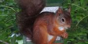 Red Squirrel near Beck Allans Guest House in Grasmere, Lake District