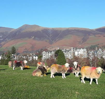 See Local Livestock on Walking Holidays with Wandering Aengus Treks in the Lake District, Cumbria
