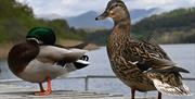 Ducks on A Tale of Beatrix Potter tour with Cumbria Tourist Guides