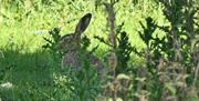 Rabbit on A Tale of Beatrix Potter tour with Cumbria Tourist Guides