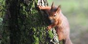 Squirrel on A Tale of Beatrix Potter tour with Cumbria Tourist Guides