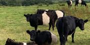 Belted Galloways on the Countryside Conversations tour with Cumbria Tourist Guides