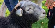 Herdwicks on the Countryside Conversations tour with Cumbria Tourist Guides